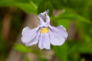 Mimulus ringens (square-stemmed monkeyflower, Allegheny monkeyflower)
