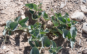 Mirabilis multiflora (Colorado four o’clock, showy four o’clock)