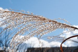 Miscanthus sinensis (Chinese silvergrass)