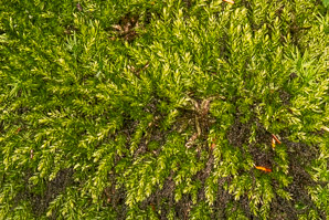 Mnium hornum (swan’s-neck thyme-moss, horn calcareous moss)