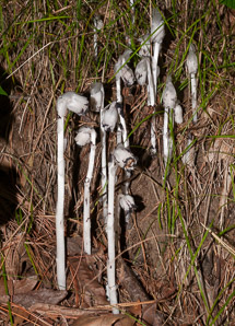 Monotropa uniflora (Indian pipes, ghost plant, corpse plant, Indian pipe, Indianpipe)