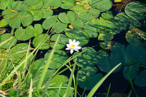 Nymphaea odorata (fragrant water lily, beaver root, American white waterlily)