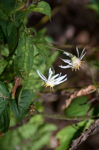 Oclemena acuminata (whorled wood aster, mountain aster, sharp-leaved aster)