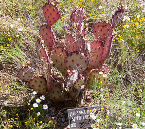 Opuntia macrocentra (long-spined prickly pear, black spine prickly pear, purple pricklypear)