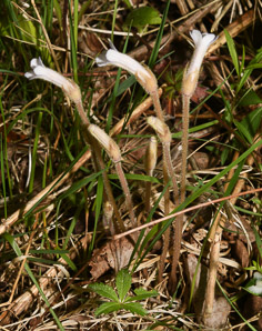 Orobanche uniflora (naked broomrape, one-flowered cancer-root, cancer-root, oneflowered broomrape)