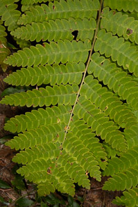 Osmunda claytoniana (interrupted fern)