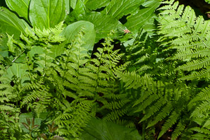 Osmunda claytoniana (interrupted fern)