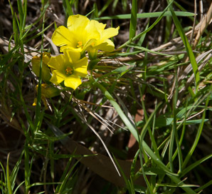 Oxalis pes-caprae (buttercup oxalis, Bermuda buttercup, African wood-sorrel, Bermuda sorrel, Cape sorrel, English weed, goat’s-foot, sourgrass)