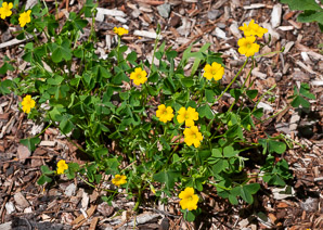 Oxalis stricta (common yellow woodsorrel, common yellow oxalis)