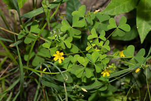 Oxalis stricta (common yellow woodsorrel, common yellow oxalis)