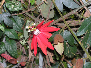 Passiflora vitifolia (crimson passion flower, grape-leaved passion fruit, perfumed passionflower, vine-leaf passion flower, passion flower, crimson passion vine)