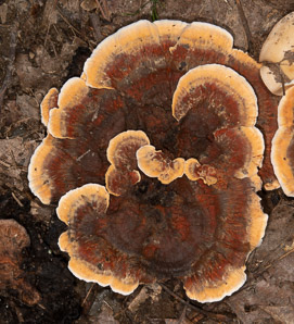 Phaeolus schweinitzii (velvet-top fungus, dyer’s polypore, dyer’s mazegill, brown-cubical butt rot, red-brown butt rot)