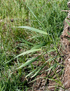 Phragmites australis (phragmites, common reed)