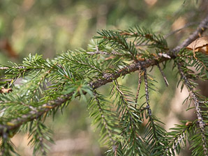 Picea mariana (black spruce)