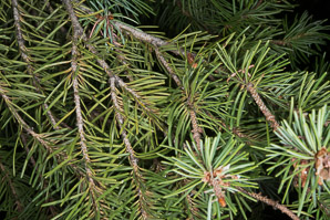 Pinus monophylla (singleleaf piñon, pinyon pine, single-leaf pinyon pine, single-leaf piñon pine, singleleaf pinyon)