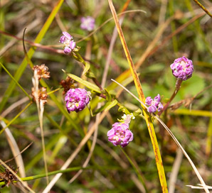Polygala sanguinea (field milkwort, blood milkwort, purple milkwort)