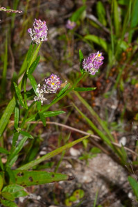 Polygala sanguinea (field milkwort, blood milkwort, purple milkwort)