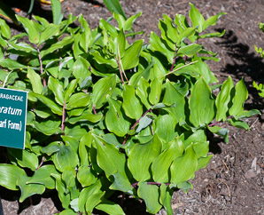 Polygonatum odoratum (angular Solomon’s-seal [dwarf form], Solomon’s seal)