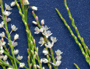 Polygonella articulata (sand jointweed, coastal jointweed)