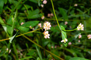 Polygonum sagittatum (arrow tearthumb, arrowleaf tearthumb)
