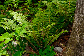 Polystichum braunii (Braun’s holly fern, Braun’s hollyfern)