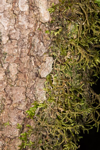 Porella navicularis (tree ruffle liverwort)