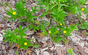 Potentilla simplex (common cinquefoil, old-field five-fingers, oldfield cinquefoil)