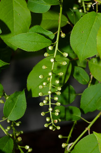 Prunus virginiana (common chokecherry, chokecherry)