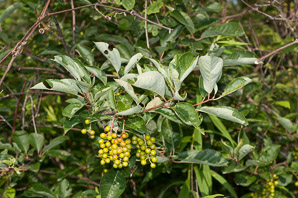 Prunus virginiana (common chokecherry, chokecherry)
