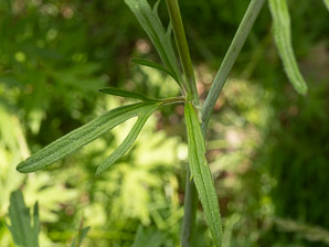 Ranunculus acris (buttercup, tall buttercup, meadow buttercup, common buttercup)