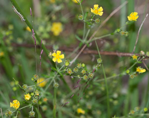 Ranunculus hispidus (swamp buttercup, bristly buttercup)