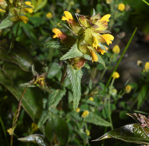 Rhinanthus minor (yellow rattle, little yellow rattle)