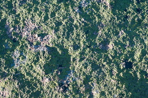 Rhizocarpon geographicum (yellow map lichen, world map lichen)