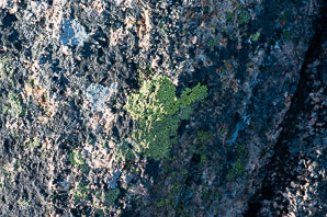 Rhizocarpon geographicum (yellow map lichen, world map lichen)
