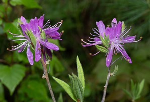 Rhododendron canadense (rhodora)