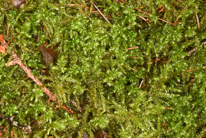 Rhytidiadelphus triquetrus (rough goose neck moss, electrified cat tail moss)