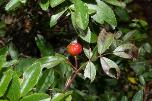 Rosa virginiana (Virginia rose, common wild rose, prairie rose)