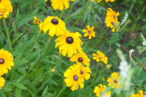 Rudbeckia hirta (black-eyed Susan, blackeyed Susan)