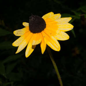 Rudbeckia hirta (black-eyed Susan, blackeyed Susan)