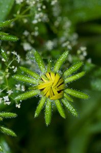 Rudbeckia hirta (black-eyed Susan, blackeyed Susan)