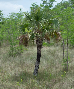 Sabal palmetto (cabbage palm, palmetto, cabbage palmetto, palmetto palm, blue palmetto, Carolina palmetto, common palmetto, swamp cabbage, sabal palm)