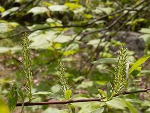 Salix discolor (pussy willow, American willow)