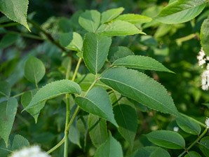 Sambucus nigra (elderberry, American elderberry, common elderberry, black elderberry, American black elderberry)