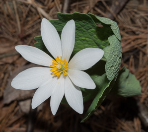 Sanguinaria canadensis (bloodroot)