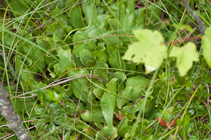 Sarracenia purpurea (purple pitcher plant, American pitcher plant, northern pitcher plant, purple pitcherplant)