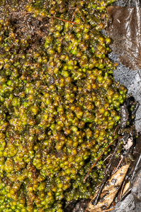Scapania nemorea