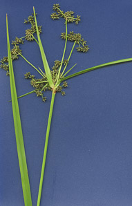 Scirpus atrovirens (green bulrush, dark-green bulrush, dark-green bullrush)