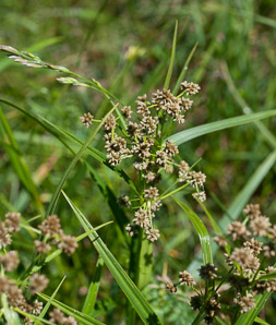 Scirpus atrovirens (green bulrush, dark-green bulrush, dark-green bullrush)