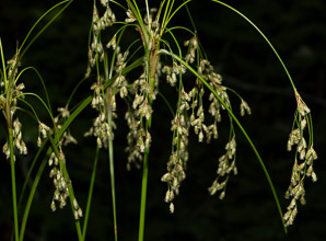 Scirpus cyperinus (brown woolly sedge, cottongrass bulrush, woolgrass, wool grass, common woolsedge)