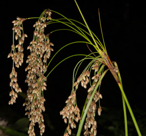 Scirpus cyperinus (brown woolly sedge, cottongrass bulrush, woolgrass, wool grass, common woolsedge)
